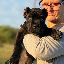 Stryker - Black brindle male Cane Corso puppy in Sandia, Texas from OneTime Cane Corso