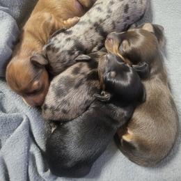Dachshund Puppies from Harris Hugs and Wiener Wiggles