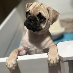 Oakley (aka Batman) - Fawn male Pug puppy in Black Mtn, North Carolina from Southern Pugs
