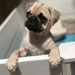Oakley (aka Batman) - Fawn male Pug puppy in Black Mtn, North Carolina from Southern Pugs