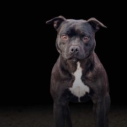 Piper - Staffordshire Bull Terrier