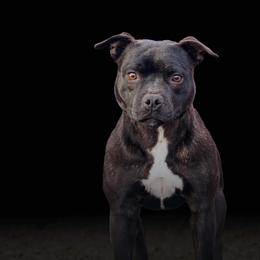 Piper - Staffordshire Bull Terrier