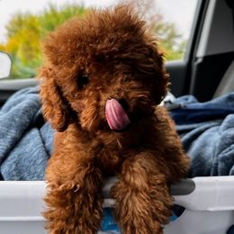 Tidbit - Goldendoodle