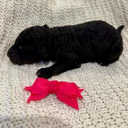 Dark Pink - Phantom female Poodle puppy in Camdenton, Missouri from Silver Lining Poodles