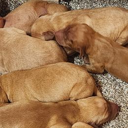 Labrador Retrievers from Deniece Hawkins