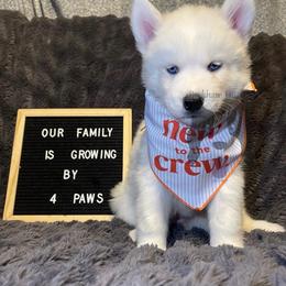 Happy (Light Pink Collar) - White female Siberian Husky puppy in Lagro, Indiana from Siberian Huskies-Beckham the Great