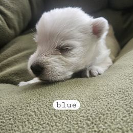 Blue Collar - White male West Highland White Terrier puppy in Mayo, Florida from Carrot Tails LLC