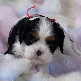 Aspen - Tri-color Cavalier King Charles Spaniel puppy in Ridgeville, South Carolina from Misty Meadow Cavaliers