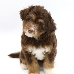 Bordoodle and Poodle Puppies from 5 Cent Canine Co.