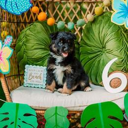 Sandy - Black tri-color female Australian Shepherd puppy in Eubank, Kentucky from Ashlee's Aussies