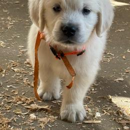 Orange - Light golden male Golden Retriever puppy in Tacoma, Washington from Canyon Meadows Farm