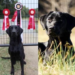 Gypsy - Labrador Retriever