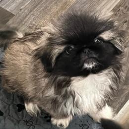FULL AKC Sandy - Fawn sable female Pekingese puppy in Hustontown, Pennsylvania from Triple I Pekes