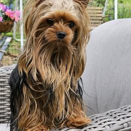 Anouk - Yorkshire Terrier