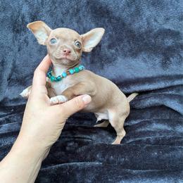 Kiwi - Chocolate and tan male Chihuahua puppy in Conway, Arkansas from Kings chichis