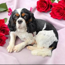 Mia Bella - Cavalier King Charles Spaniel