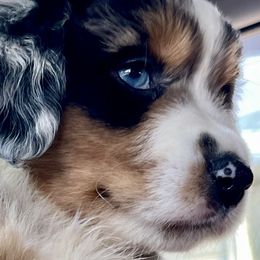 Beamer - Blue merle Miniature Australian Shepherd puppy in City Island, New York from Tailormade Aussies