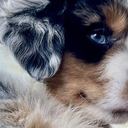 Beamer - Blue merle Miniature Australian Shepherd puppy in City Island, New York from Tailormade Aussies