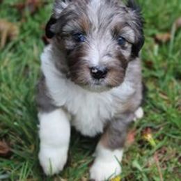 Aussiedoodle Puppies from Old Mills Aussiedoodles