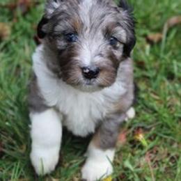 Aussiedoodle Puppies from Old Mills Aussiedoodles