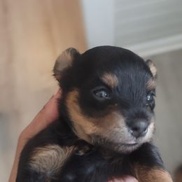 Girl 1 - female Yorkipoo puppy in Omega, Georgia from Aqua Pups
