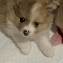 Boy 2 - Chocolate merle male Pomeranian puppy in Maplefalls, Washington from Snow peak poms