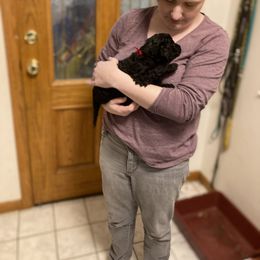 Poodle Puppies from Sarsel Poodles