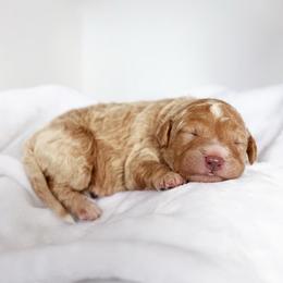 Hazel (Hazelnut) - Red female Bernedoodle puppy in Peoria, Arizona from Wroth's Paws