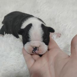 Carl - Black brindle and white male Boston Terrier puppy in Catawba, North Carolina from Lil Wiggles Boston Terriers