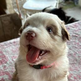 Pink - Red merle female Australian Shepherd puppy in Fontana, California from J.O Family Aussies