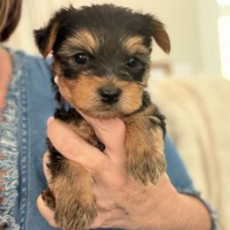 Dark blue collar boy - Black and gold male Yorkshire Terrier puppy in Rockmart, Georgia from Stephanie's Yorkshire Terriers