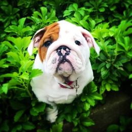 English Bulldog Puppies from LydyBug Bulldogs