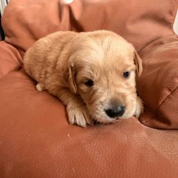 Girl 3 - Golden female Golden Retriever puppy in Joshua, Texas from 3 Gun Retrievers