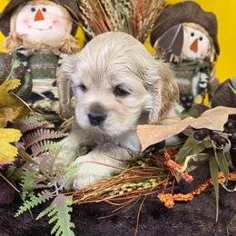 Waffles - Buff male Cocker Spaniel puppy in Greers Ferry, Arkansas from Lake Area Cuddly Cockers
