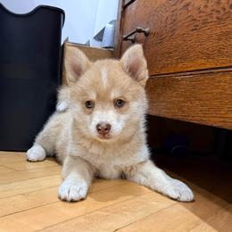 Eleanor - Merle female Pomsky puppy in Doon, Iowa from Luxury Pomsky