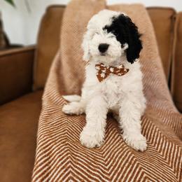 River - Black and white male Sheepadoodle puppy in Tooele, Utah from Salt & Snow Pups