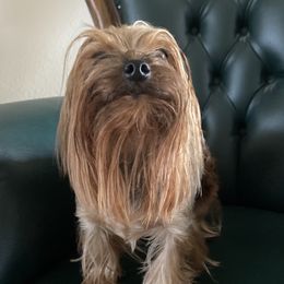 M&M - Yorkshire Terrier