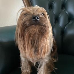 M&M - Yorkshire Terrier