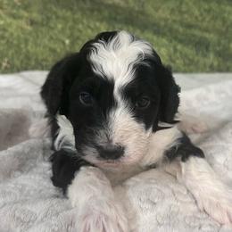 Beau - male Australian Mountain Doodle puppy in Lincoln, Nebraska from GRand Doodles