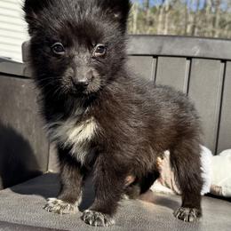 Raven - Black and white female Siberian Husky puppy in Doswell, Virginia from Shinko Siberians