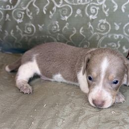 Spanky (maroon collar) - Fawn (isabella) and cream male Dachshund puppy in Lexington, Oklahoma from BooneDox Miniature Dachshunds