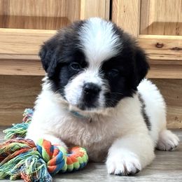 Diana - Brown and white female Saint Bernard puppy in Green Forest, Arkansas from Horseshoe Drive Kennel