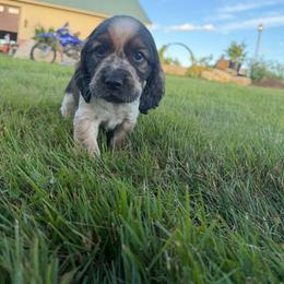 Taffita - Black white and tan female English Springer Spaniel puppy in Derby, Vermont from Ledge N' Tree English Springer Spaniels