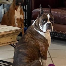 Boxers from Capstone Boxers