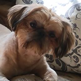Hershey - Shih Tzu