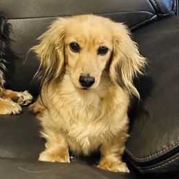 Iris - Dachshund