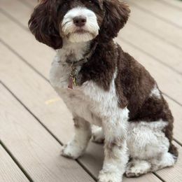 Springerdoodle All Grown Up from Evalina Miller's Spaniels