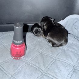 Boy 1 details coming soon - Black and tan male Chihuahua puppy in Anoka, Minnesota from Anoka County MN AKC Chihuahuas