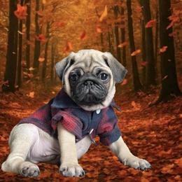 Pug Puppies from Lisa's Pugalicious Pugs