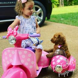 Aussiedoodle and Goldendoodle Puppies from Lee Family Puppies